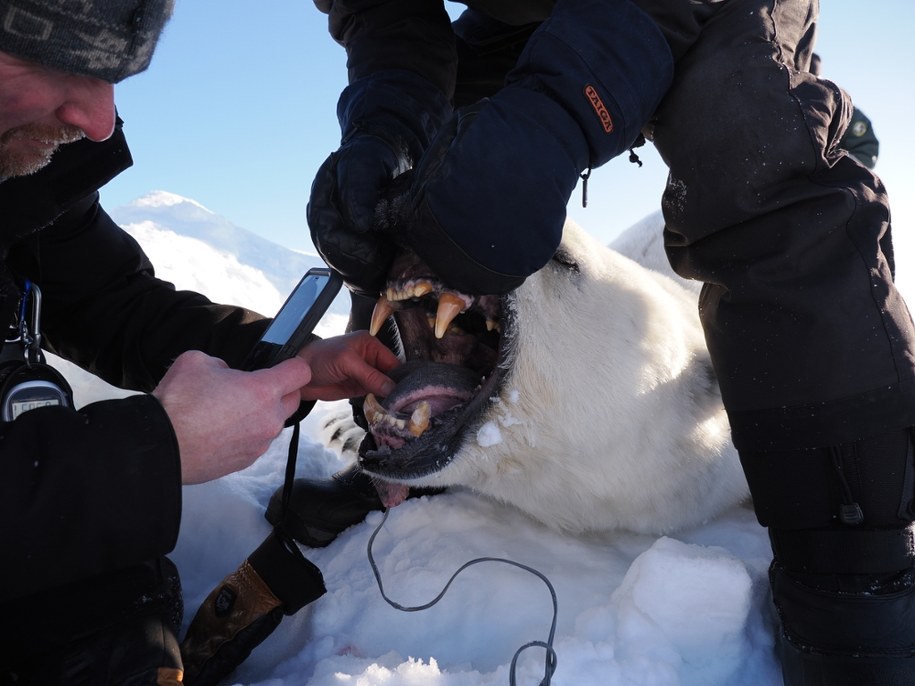 Badania niedźwiedzia po podaniu środka usypiającego /Fot. Jon Aars / Norwegian Polar Institute /Materiały prasowe