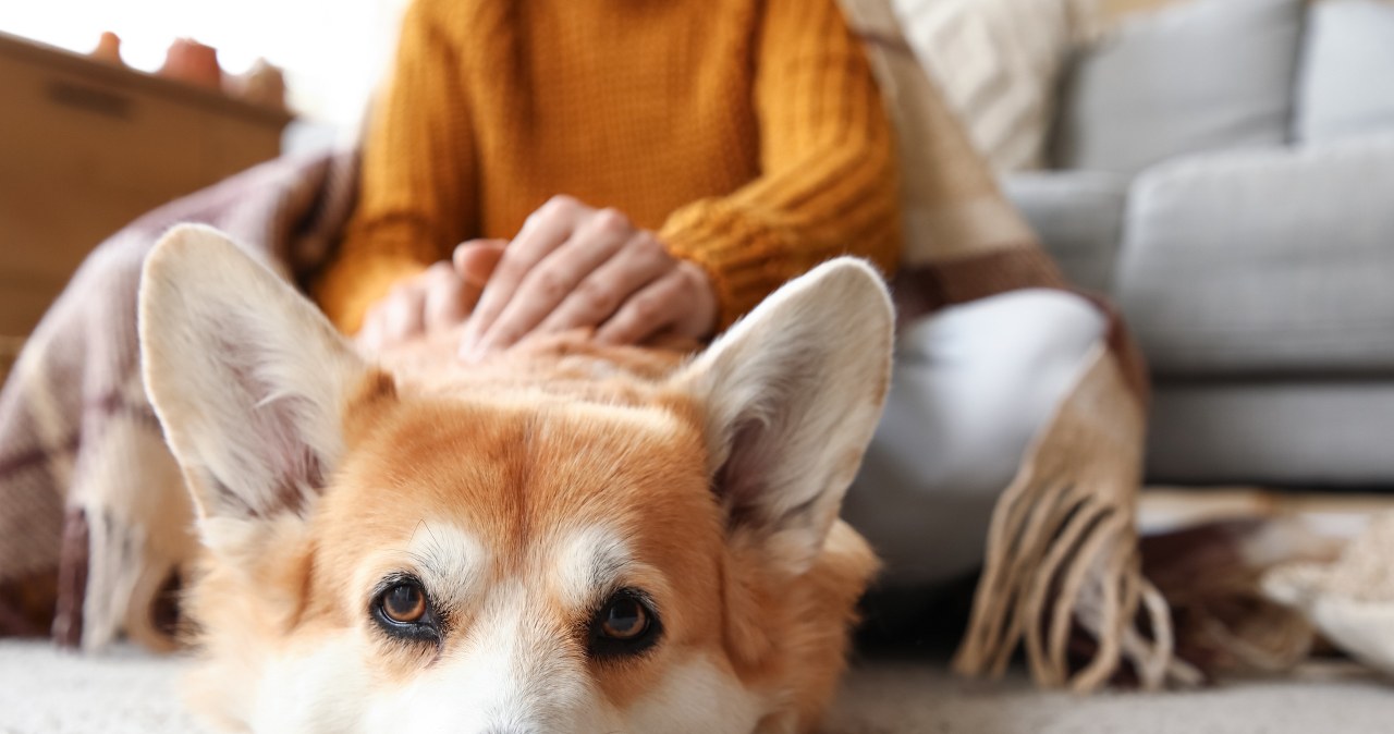 Badania pokazują, że już kilka minut głaskania psa potrafi obniżyć ciśnienie krwi i uspokoić oddech /123RF/PICSEL