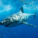 Badania: Przeciwciała rekina mogą zwalczać koronawirusy