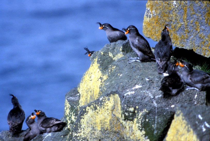 Badania wędrówek ptaków mogą pomóc w ich ochronie /Fot. NOAA /materiały prasowe