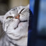 Badania wykazały, że koty wykorzystują ponad 270 różnych wyrazów twarzy. Znasz je wszystkie? 