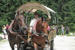 Badanie koni na drodze do Morskiego Oka