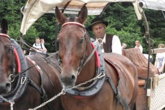 Badanie koni na drodze do Morskiego Oka