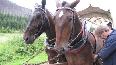 Badanie koni na drodze do Morskiego Oka