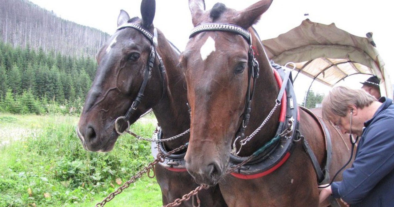 Badanie koni na drodze do Morskiego Oka