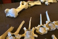Badanie kości nosorożca sprzed 100 tys. lat potrwa kilka lat