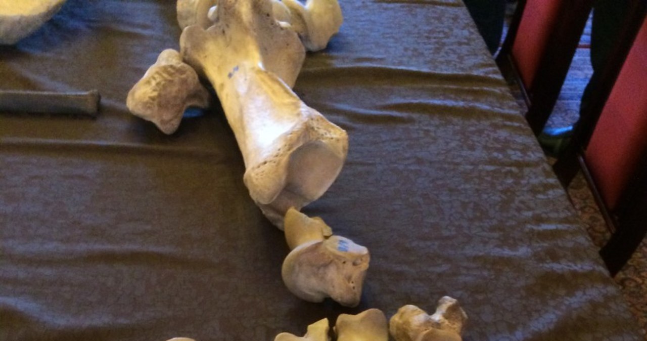 Badanie kości nosorożca sprzed 100 tys. lat potrwa kilka lat