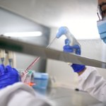 Badanie na chomikach: Omikron mniej niszczy płuca niż Delta