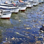 Badanie: Pozostałości po pigułkach antykoncepcyjnych i plastiku zaburzają rozmnażanie się ryb