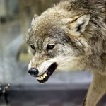 ​Badanie: To człowiek chroni psa przed atakiem wilka