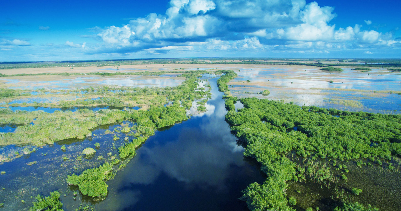 Bagna Everglades są długie na 160 i szerokie na 100 km /123RF/PICSEL