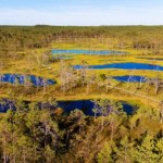 bioróżnorodność Bagna kontra czołgi. Polska i Litwa tworzą naturalną tarczę przed Rosją