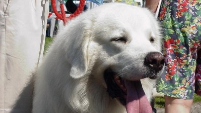 Bajka dla psofobów. Nowy sposób na terapię? 