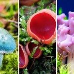 Bajkowe grzyby. Wyjątkowe i zachwycające kolorami okazy z polskich lasów