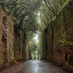 Bajkowy tunel w lesie wawrzynowym to uwielbiana atrakcja znanej wyspy. Odwiedź go w deszczowy dzień