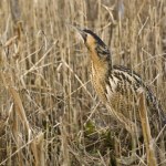 Bąk zwyczajny to ptasi mistrz kamuflażu. Gdzie go spotkać?