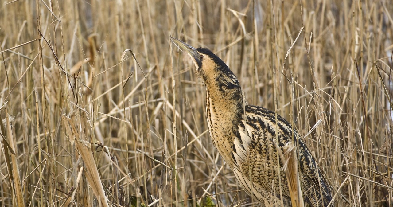 Bąk zwyczajny to ptasi mistrz kamuflażu. /Rights Managed/Ardea Picture Library /East News