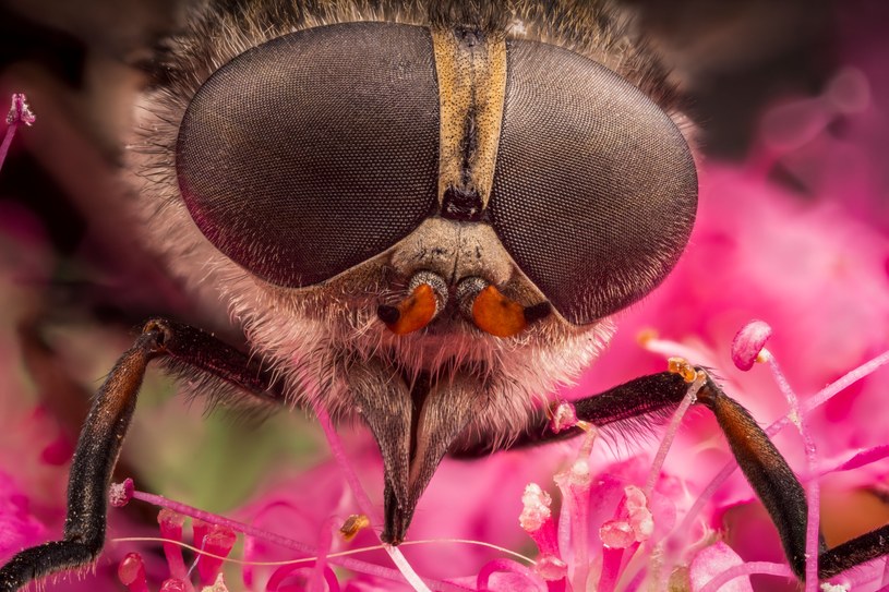 Bąkom dużo bliżej do much niż do pszczół. Z kolei trzmiele są z nimi bardzo blisko spokrewnione i podobne /123RF/PICSEL