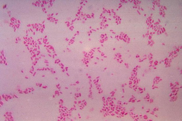 Bakteria Bacteroides / inf. prasowa /&nbsp
