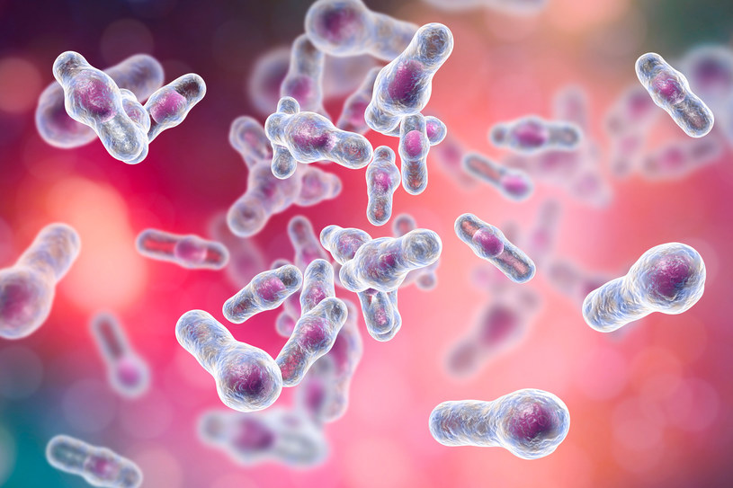 Bakteria Clostridioides difficille atakuje najczęściej osoby po antybiotykoterapii /123RF/PICSEL