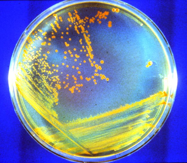 Bakteria Deinococcus radiodurans w hodowli na szalce Petriego /Michael J. Daly/USU /Materiały prasowe