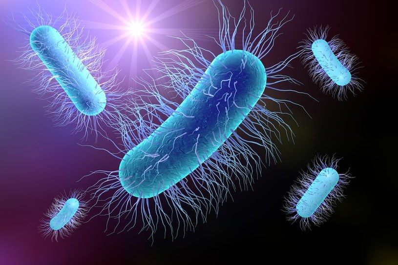 Bakteria E.coli /&copy;123RF/PICSEL