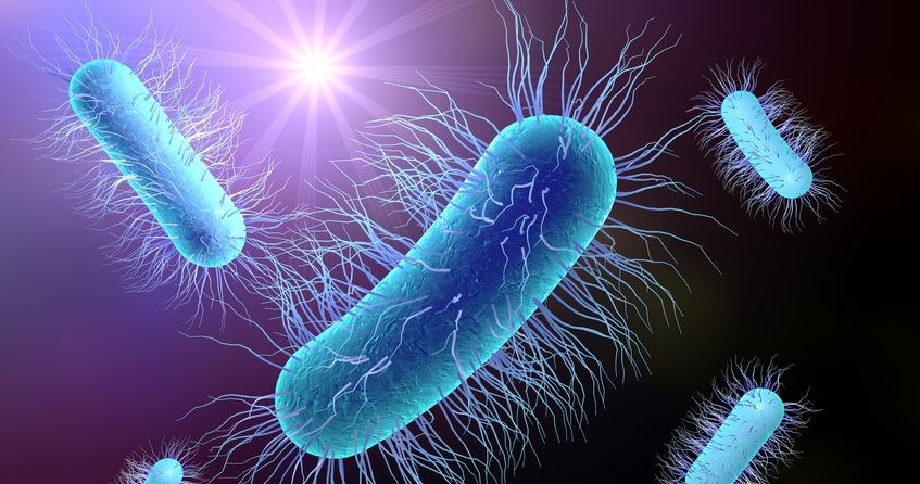 Bakteria E.coli /&copy;123RF/PICSEL