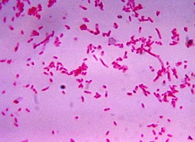 Bakteria Fusobacterium może wywoływać raka okrężnicy /&copy; EurekNews.pl