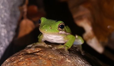 Bakteria jelitowa żaby nowym lekiem na raka. Wystarczy jedna dawka