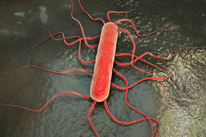 Bakteria Listeria monocytogenes może być w lodówce. Objawy i leczenie listeriozy