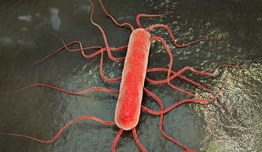 Bakteria Listeria monocytogenes może być w lodówce. Objawy i leczenie listeriozy