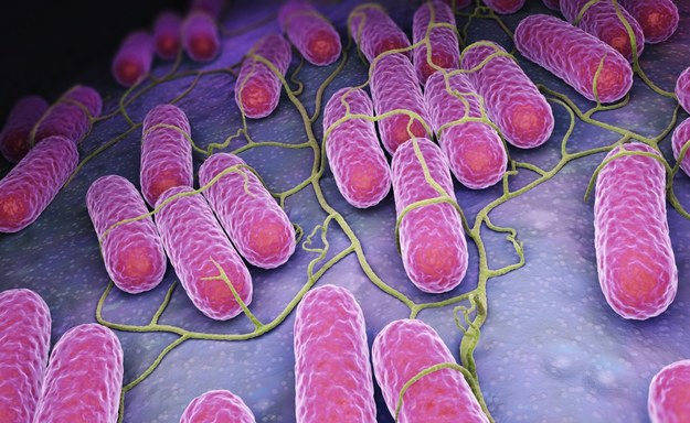 Bakteria Salmonelli /Shutterstock