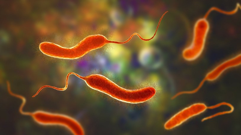 bakteria Vibrio cholerae /East News