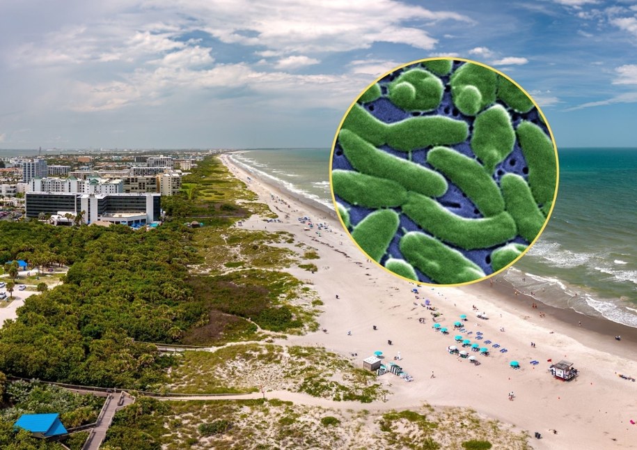 Bakteria Vibrio vulnificus /Shutterstock