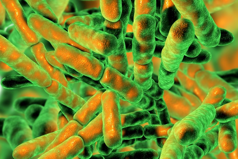 Bakterie Bifidobacterium lactis można znaleźć w wielu probiotykach, ale i w naszym organizmie /123RF/PICSEL