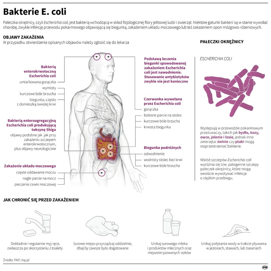 Bakterie E. coli /Mateusz Krymski /PAP