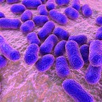 Bakterie jelitowe mogą cię utuczyć!