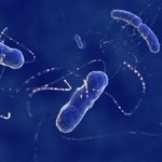 Bakterie jelitowe mogą produkować prąd