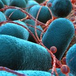 Bakterie jelitowe pomagają leczyć nowotwory