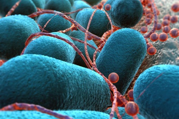 Bakterie jelitowe pomagają w walce z rakiem /123RF/PICSEL