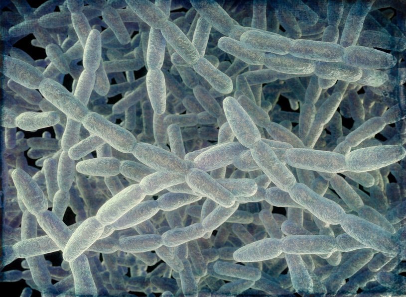Bakterie Legionella pneumophila do rozwoju potrzebują odpowiedniej temperatury i wilgoci /ROGER HARRIS/Science Photo Library RF /East News