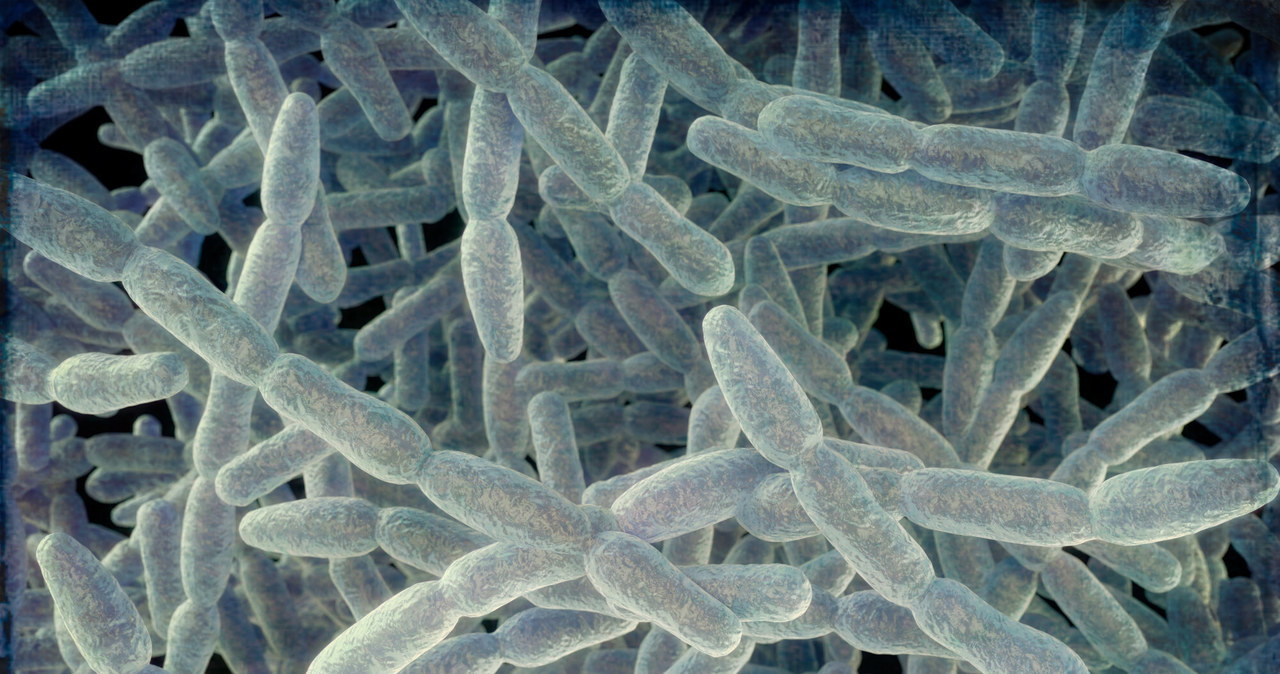 Bakterie Legionella pneumophila do rozwoju potrzebują odpowiedniej temperatury i wilgoci /ROGER HARRIS/Science Photo Library RF /East News