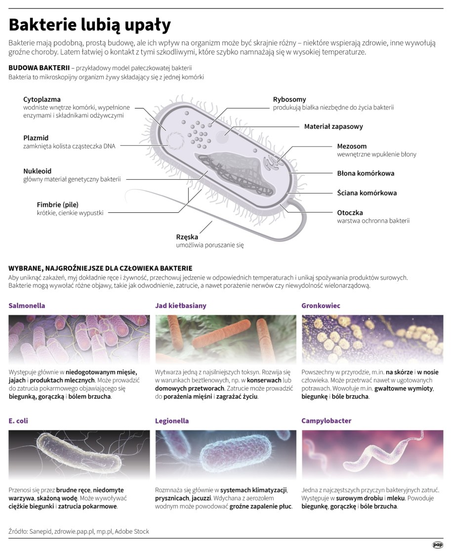 Bakterie lubią upały /Mateusz Krymski /PAP