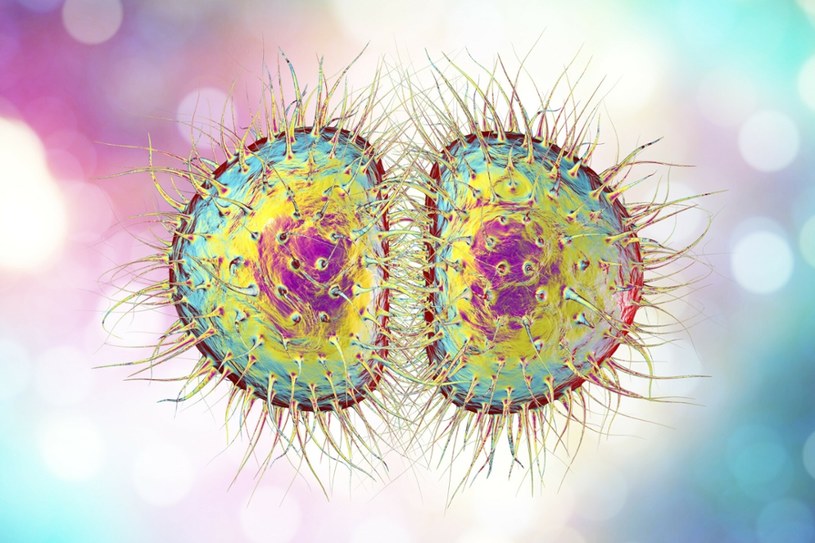 Bakterie Neisseria gonorrhoeae, ilustracja komputerowa. N. gonorrhoeae powoduje rzeżączkę, chorobę przenoszoną drogą płciową (jak się okazuje - nie tylko) /Science Photo Library RF /East News