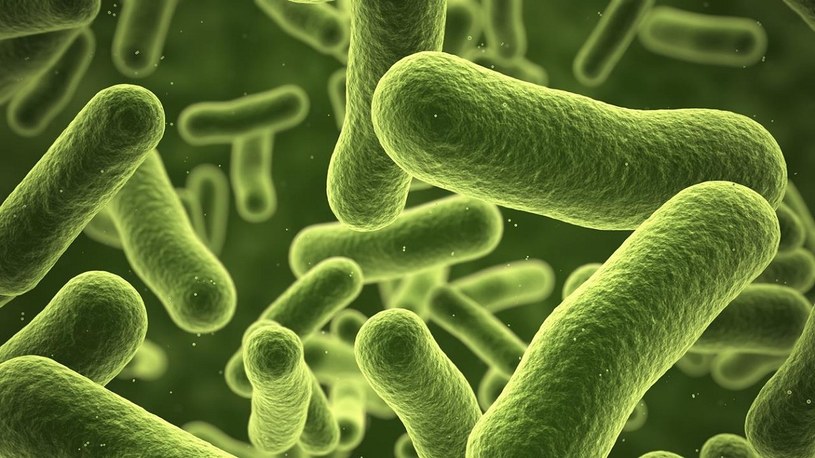 Bakterie oporne na antybiotyki ostatniej szansy zostały wykryte w USA /Geekweek