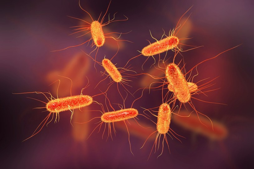 Bakterie oporne na antybiotyki zabijają ponad 1,2 mln osób rocznie /123RF/PICSEL