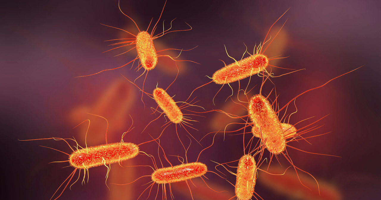 Bakterie oporne na antybiotyki zabijają ponad 1,2 mln osób rocznie /123RF/PICSEL