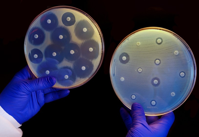 Bakterie poddane działaniom antybiotyków potrafią mutować albo uodparniać się na leki /Photo12/Universal Images Group  /Getty Images