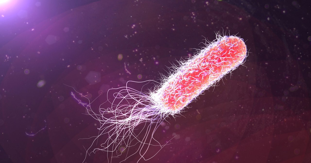 Bakterie skrywają jeszcze mnóstwo tajemnic /drmicrobe /123RF/PICSEL