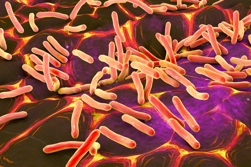 Bakterie szpitalne Clostridium difficile są trudne do pokonania /123RF/PICSEL